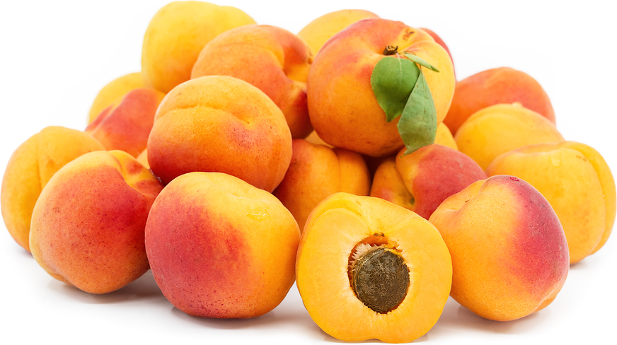 Apricot High Pressure Homogenizer