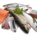 Fatty Fish