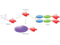 Protein Drugs
